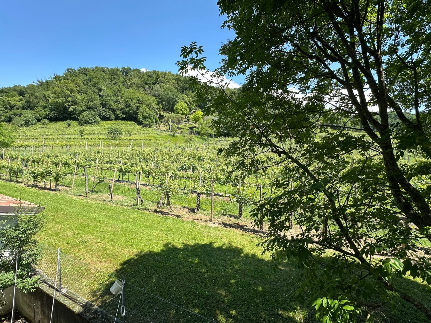 Aussicht vom 1.OG auf den eigenen Weinberg